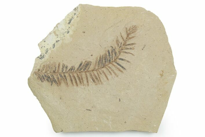 Shale With Dawn Redwood (Metasequoia) Fossils - Montana #351986